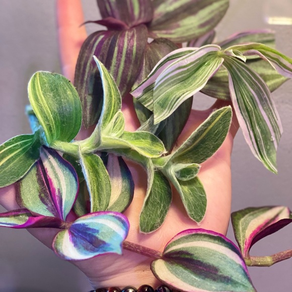 Rare tradescantia -pink dragon, variegated sillamontana, Evanesce, quadricolor - Picture 2 of 8